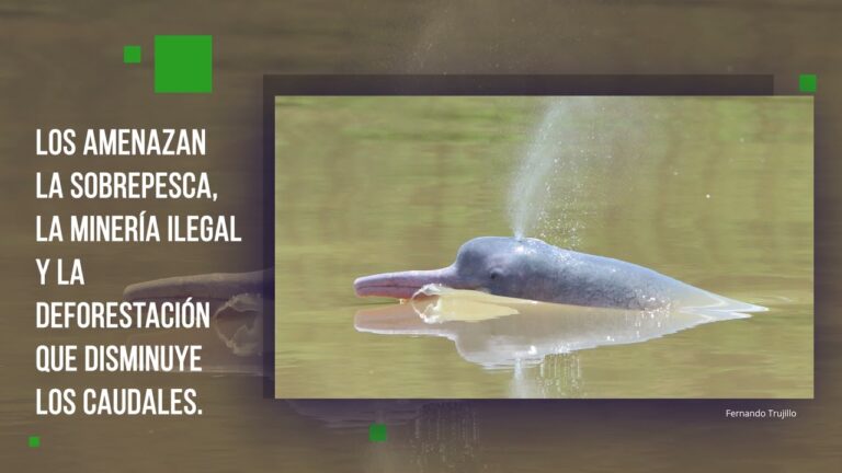 Delfines de Río Orinoco: Tesoros Acuáticos en Peligro